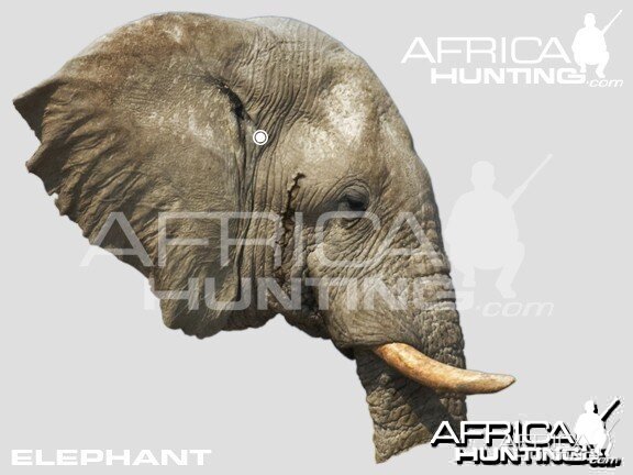 Hunting Elephant Head Shot Placement