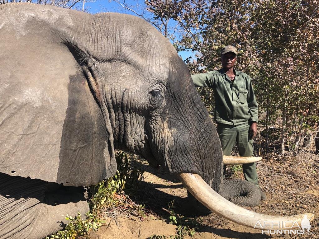 Hunting Elephant in Namibia