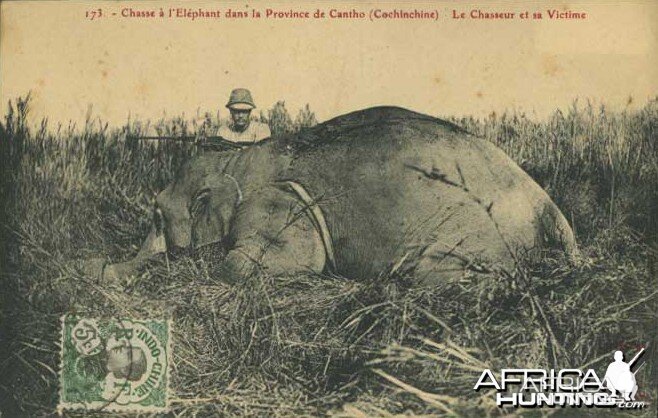 Hunting Elephant Indo China 1911