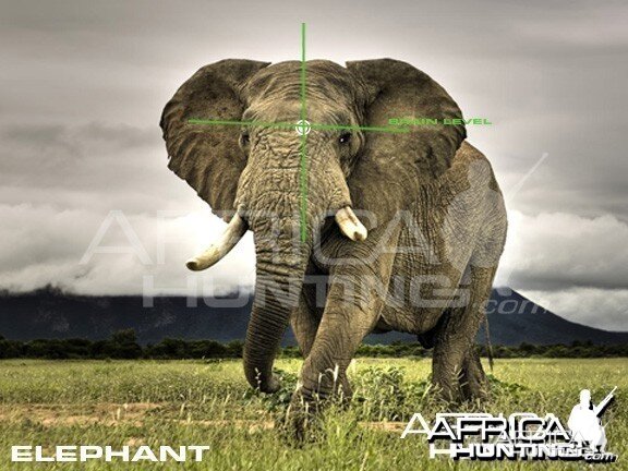 Hunting Elephant Quater View Shot Placement