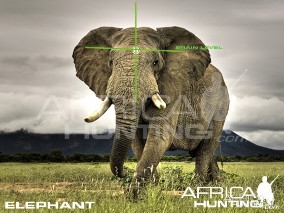 Hunting Elephant Quater View Shot Placement