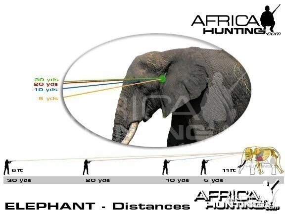 Hunting Elephant Shot Placement