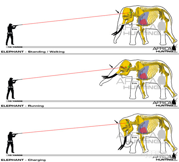 Hunting Elephant Shot Placement