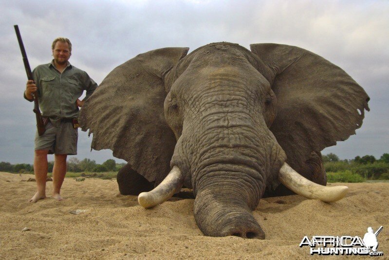 Hunting Elephant Zimbabwe