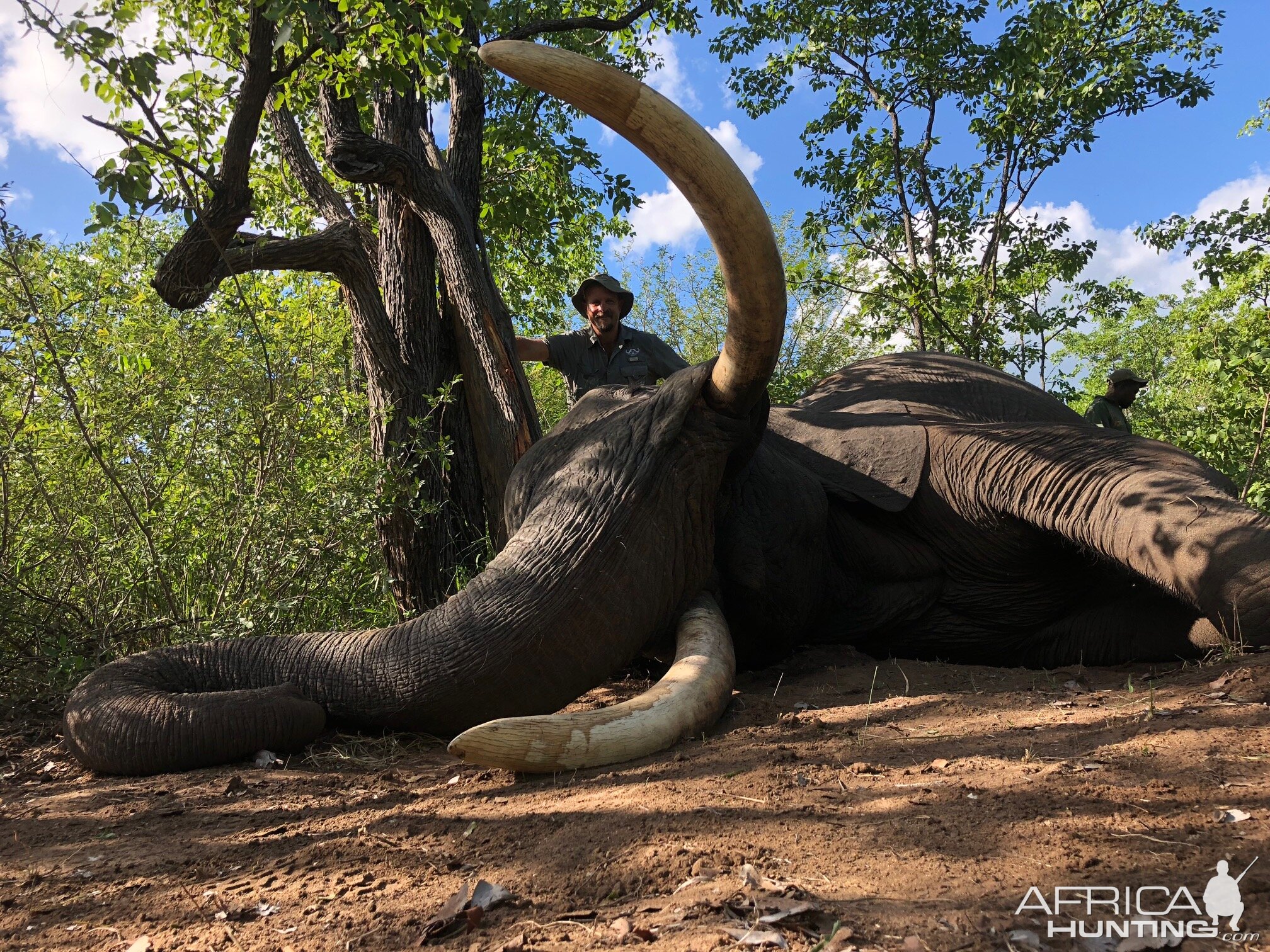 Hunting Elephant Zimbabwe