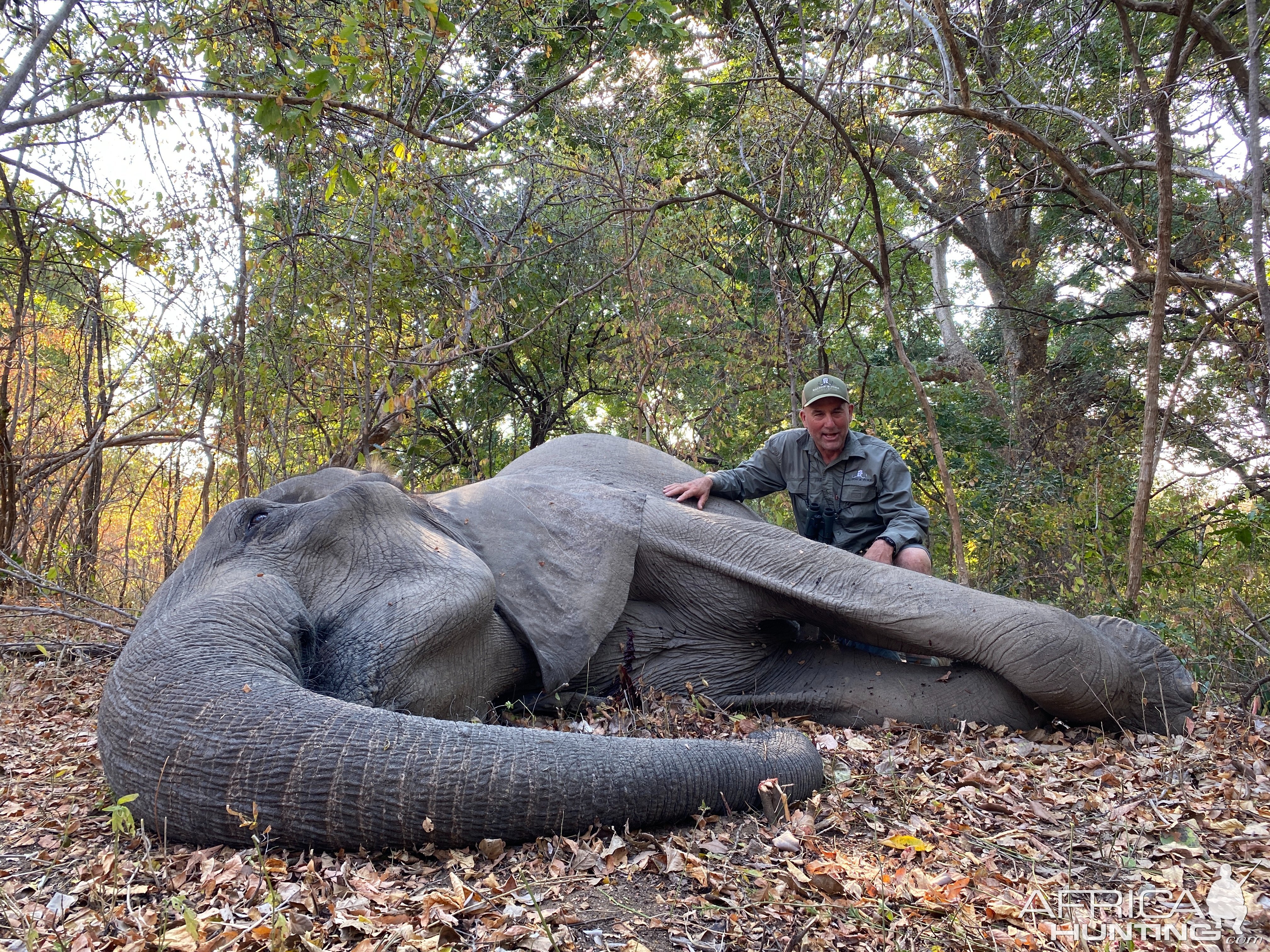 Hunting Elephant