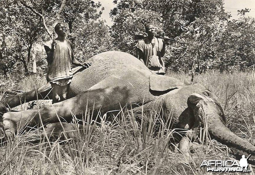 Hunting Elephant