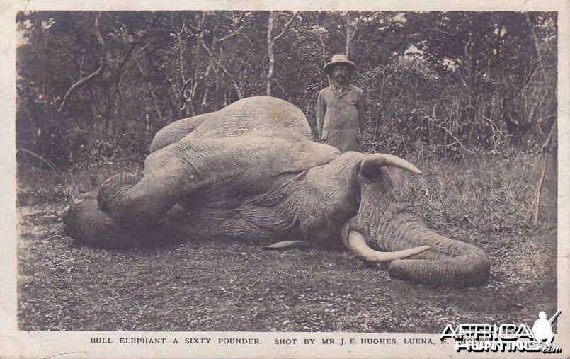 Hunting Elephant