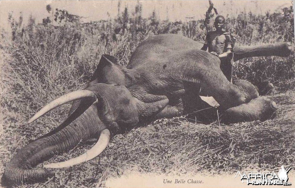 Hunting Elephant