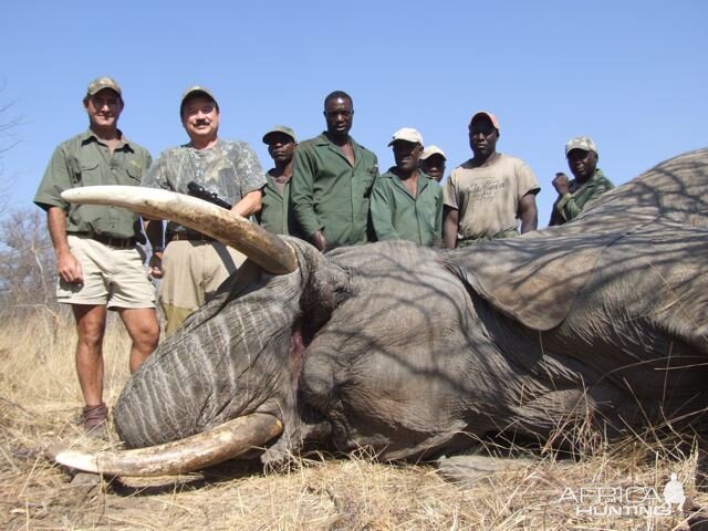 Hunting Elephant