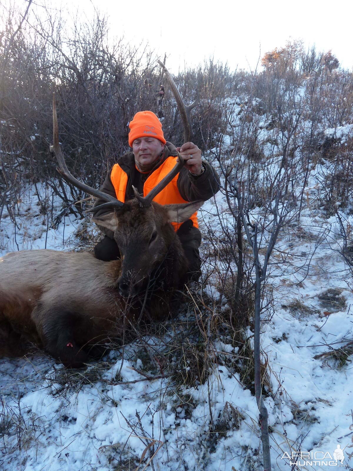 Hunting Elk USA