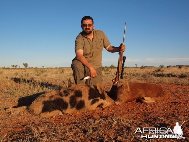 Hunting Feral Pigs in the Australian Outback