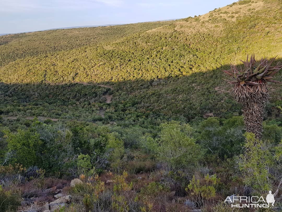 Hunting for Bushbuck in South Africa