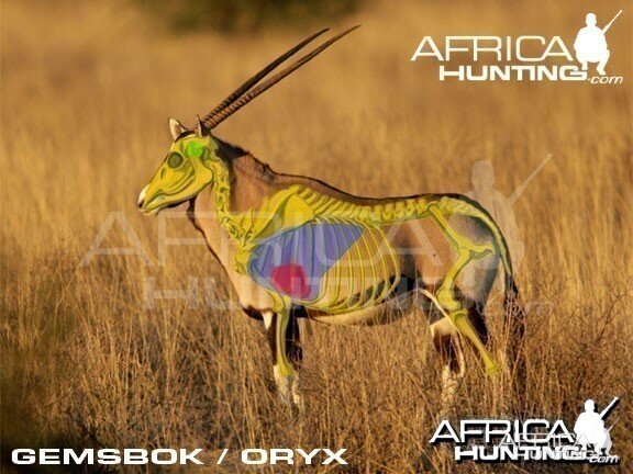 Hunting Gemsbok Shot Placement