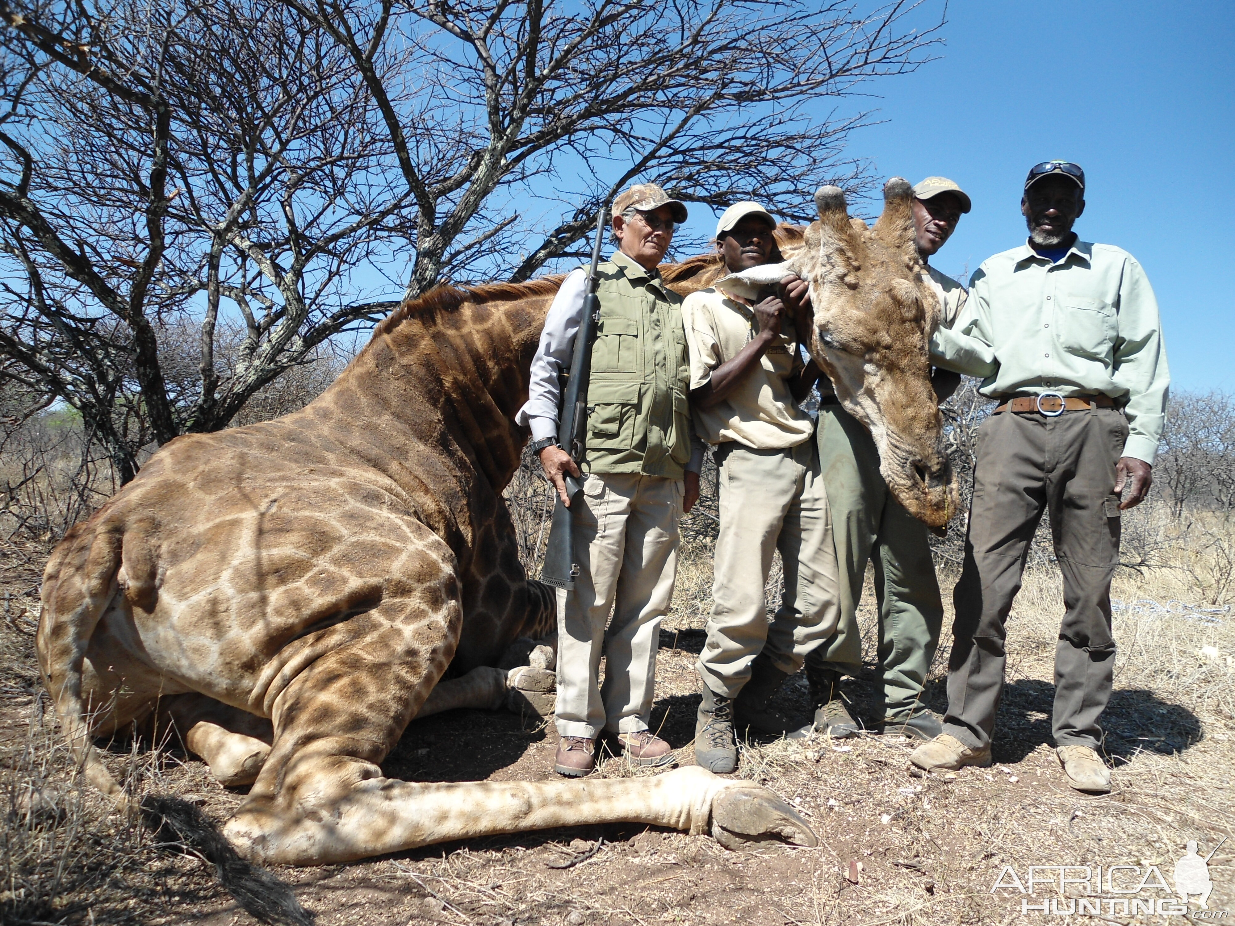 Hunting Giraffe in Namibia