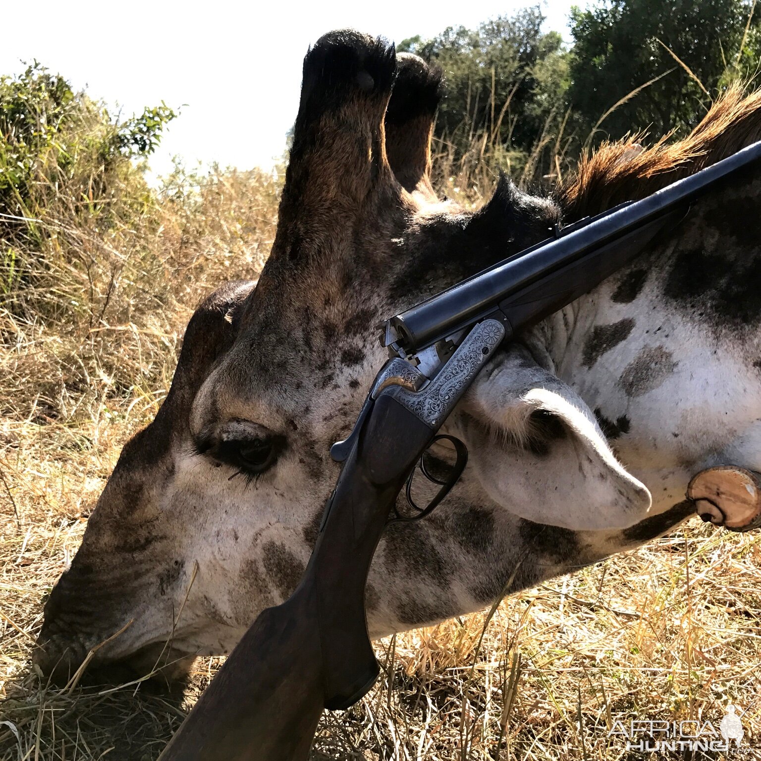 Hunting Giraffe in South Africa