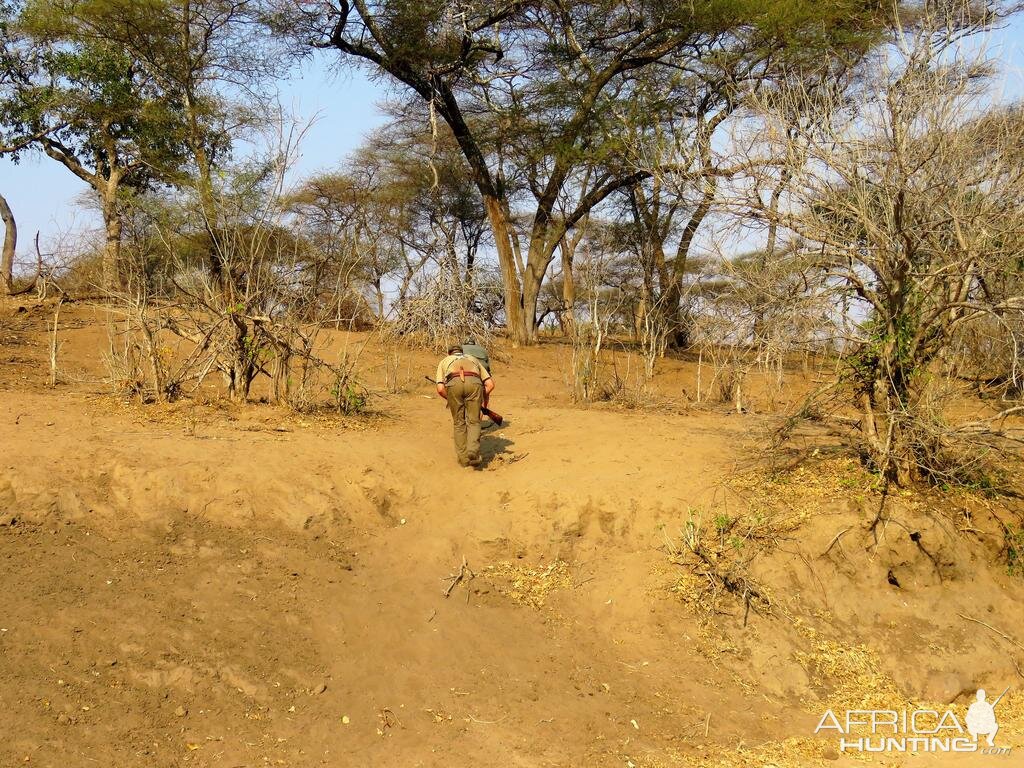 Hunting Giraffe in Zimbabwe