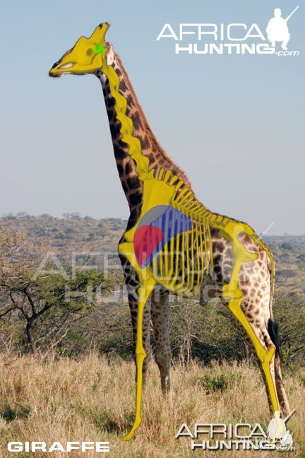 Hunting Giraffe Shot Placement