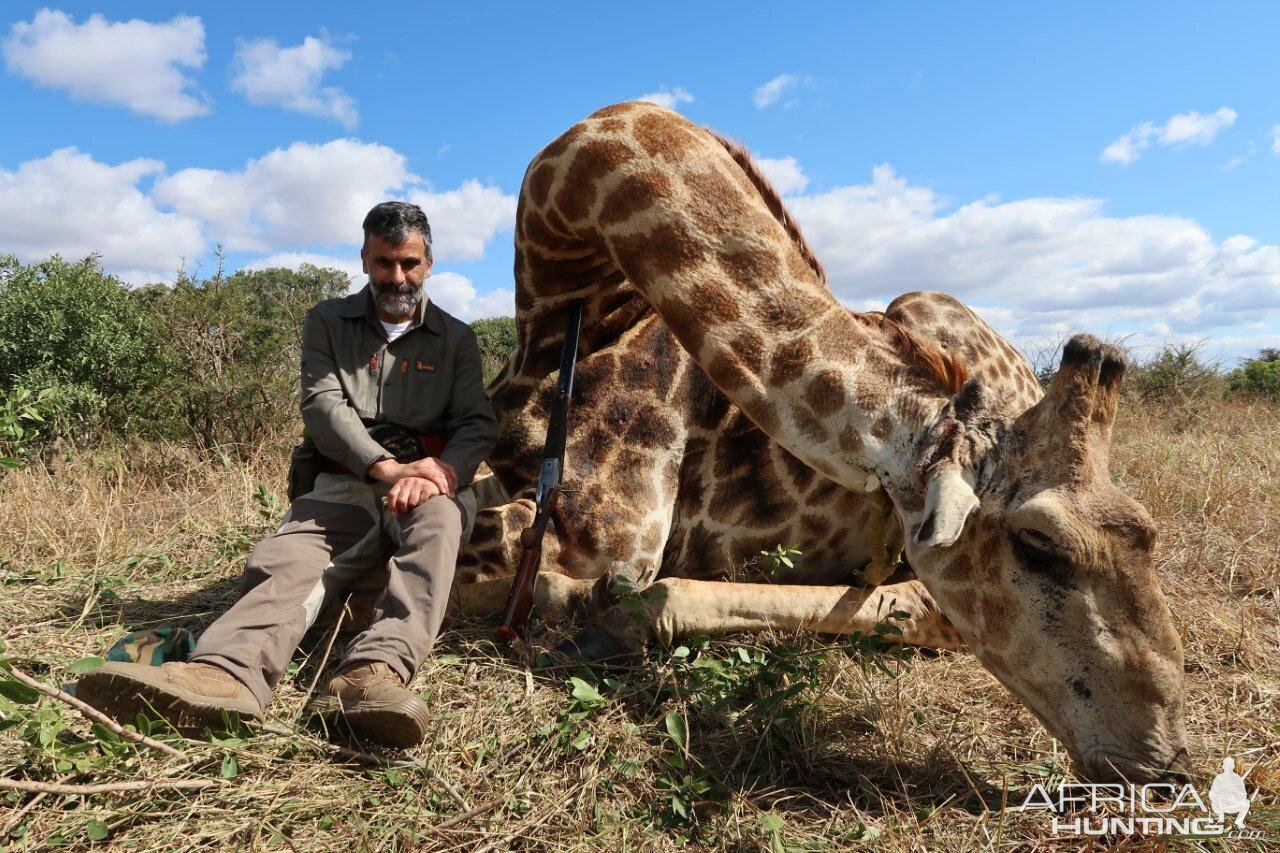 Hunting Giraffe