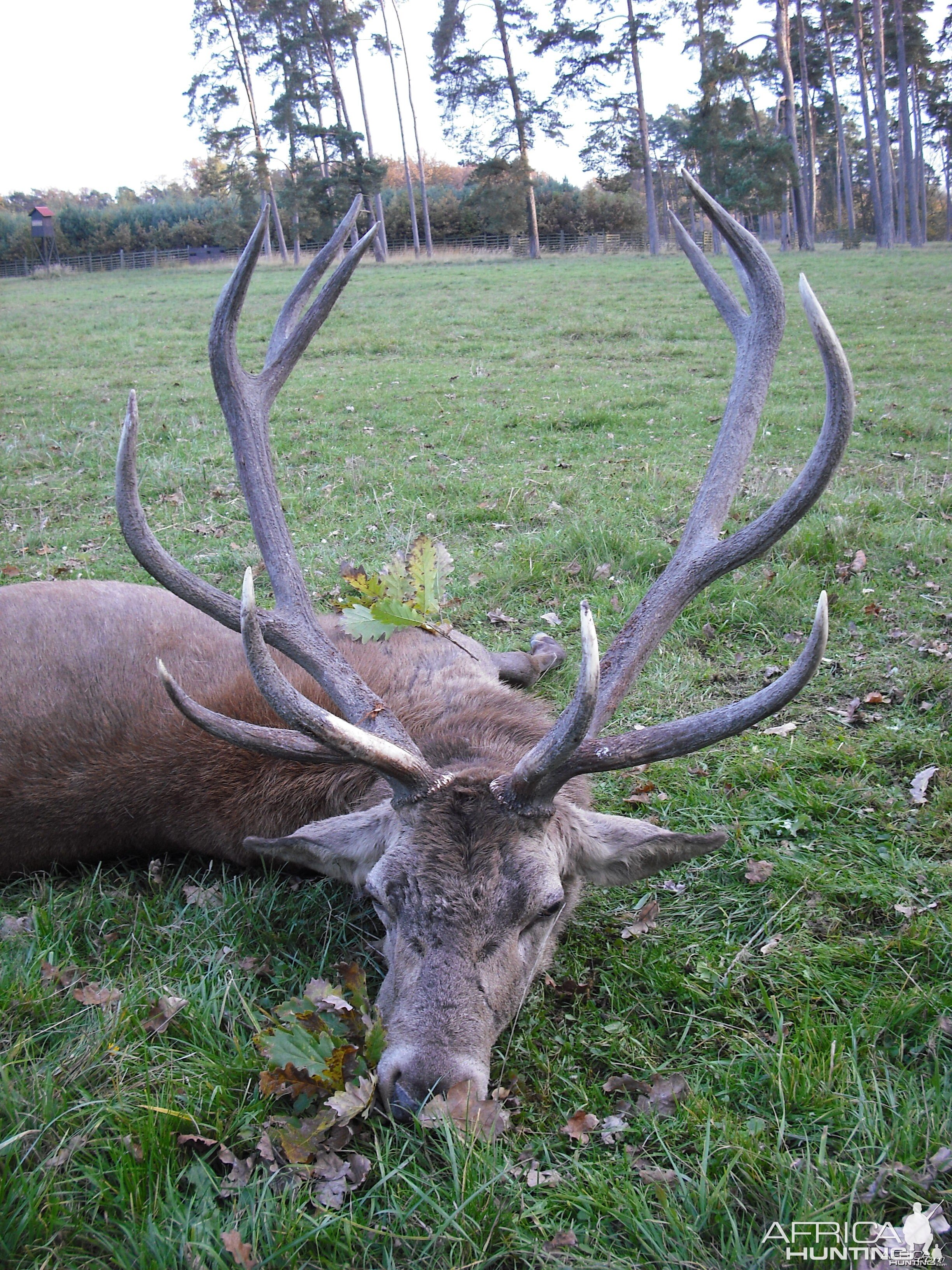 Hunting Gold Medal red stag