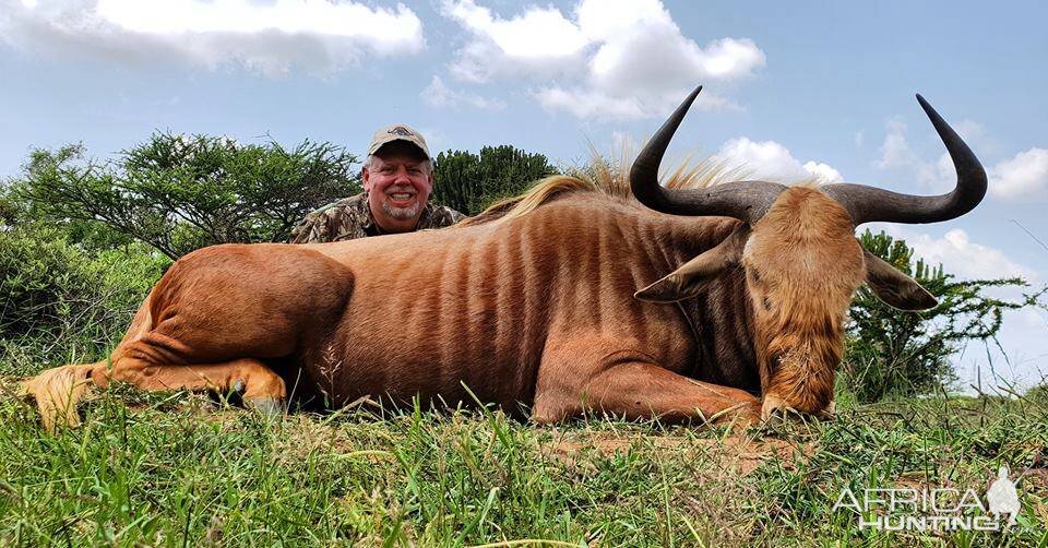 Hunting Golden Wildebeest in South Africa