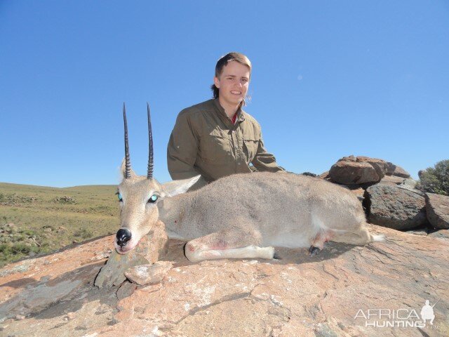 Hunting Grey Rhebok