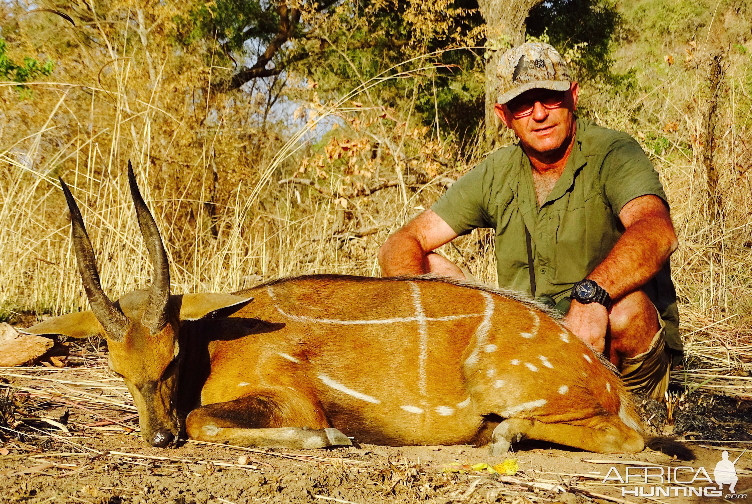 Hunting Harnessed Bushbuck Benin