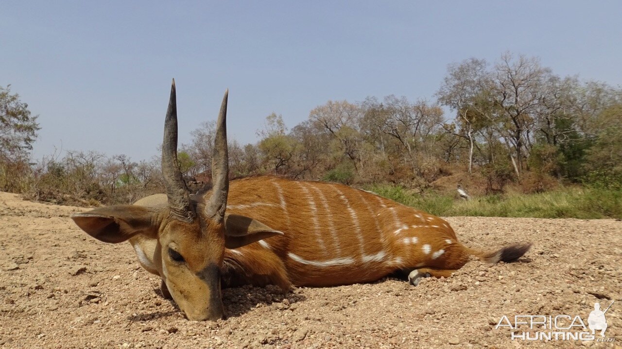 Hunting Harnessed Bushbuck in Cameroon
