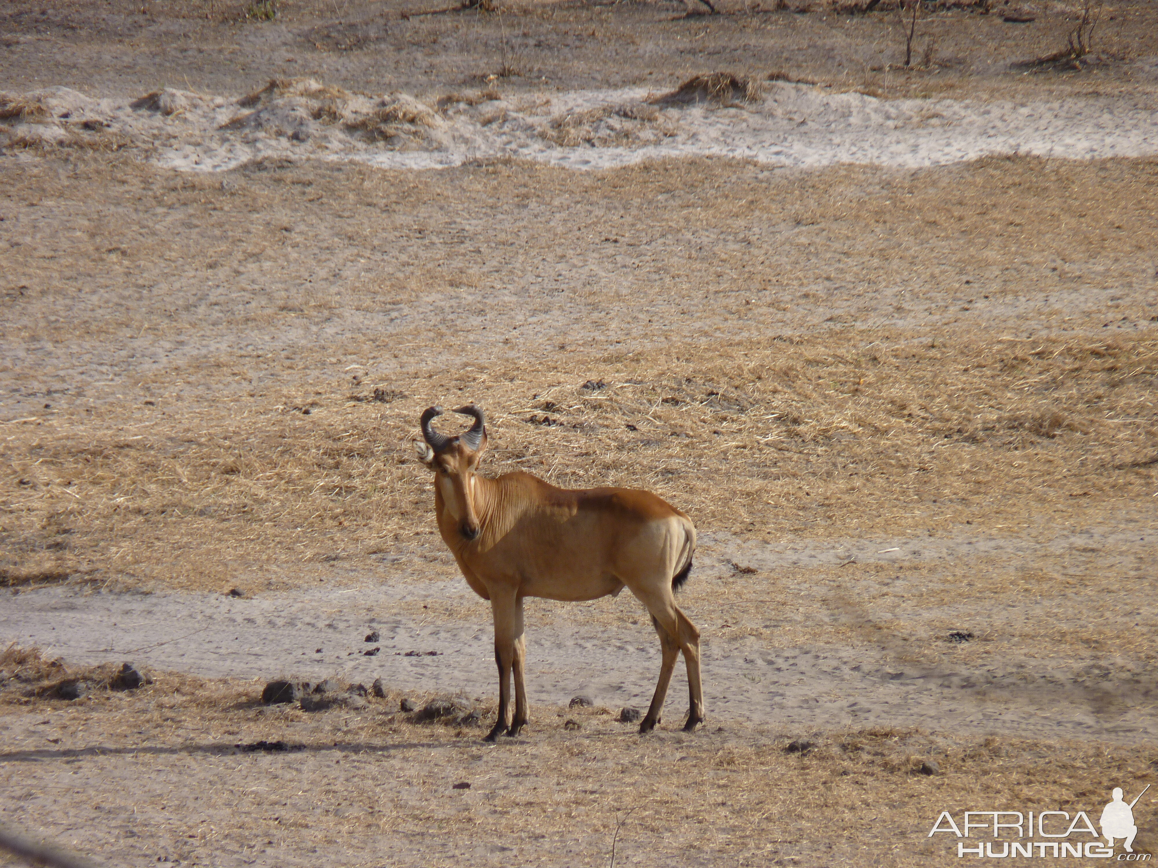 Hunting Hartebeest in Tanzania