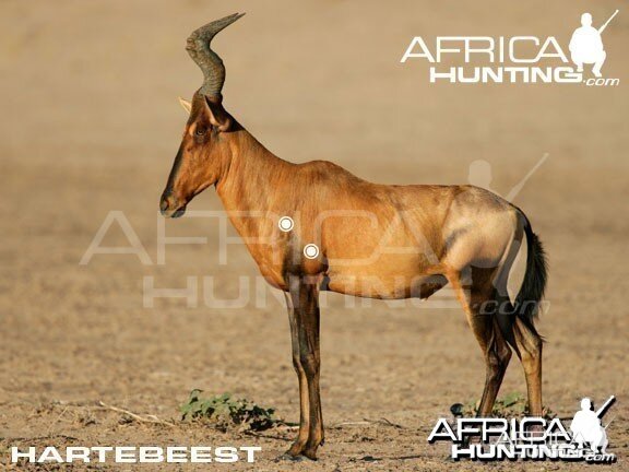 Hunting Hartebeest Shot Placement