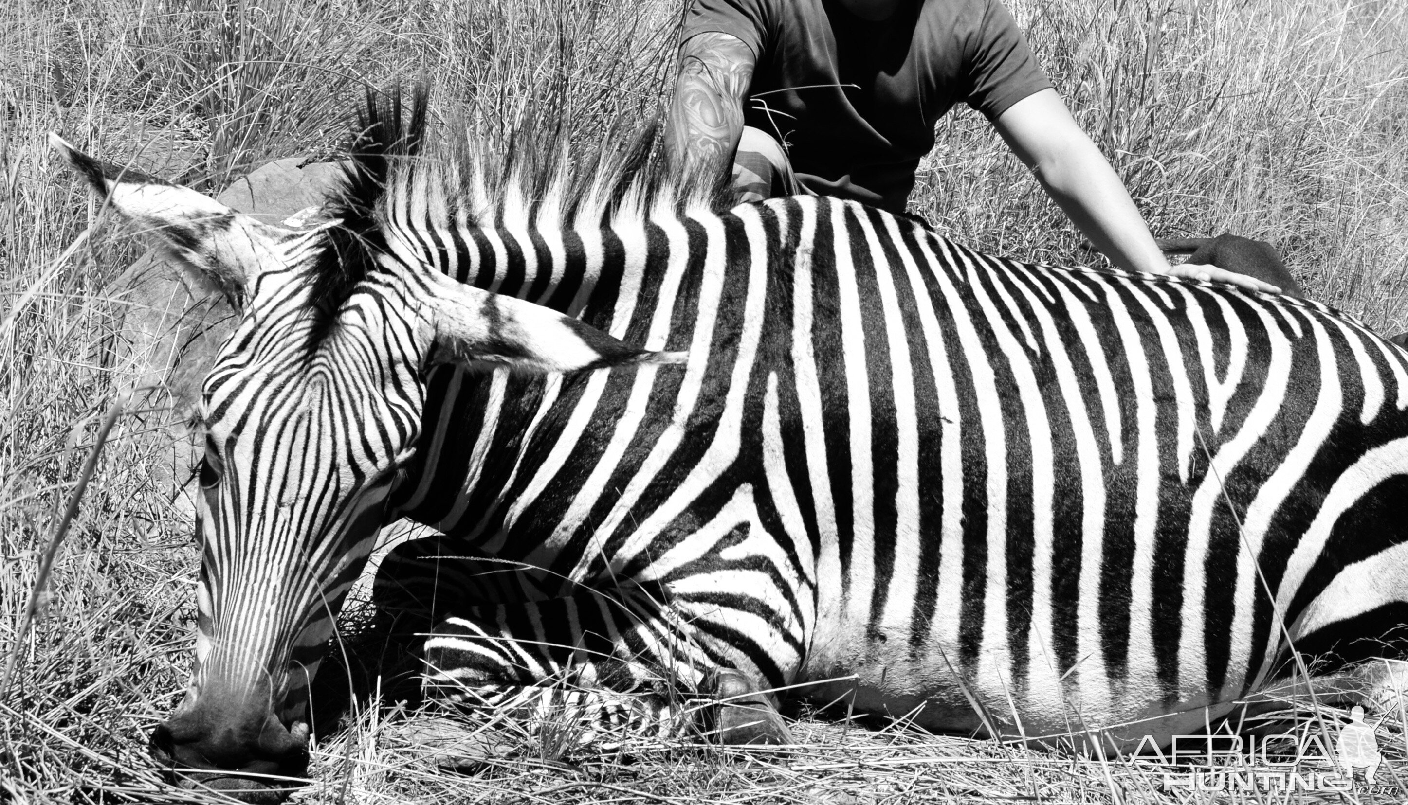 Hunting Hartmann Mountain Zebra in Namibia