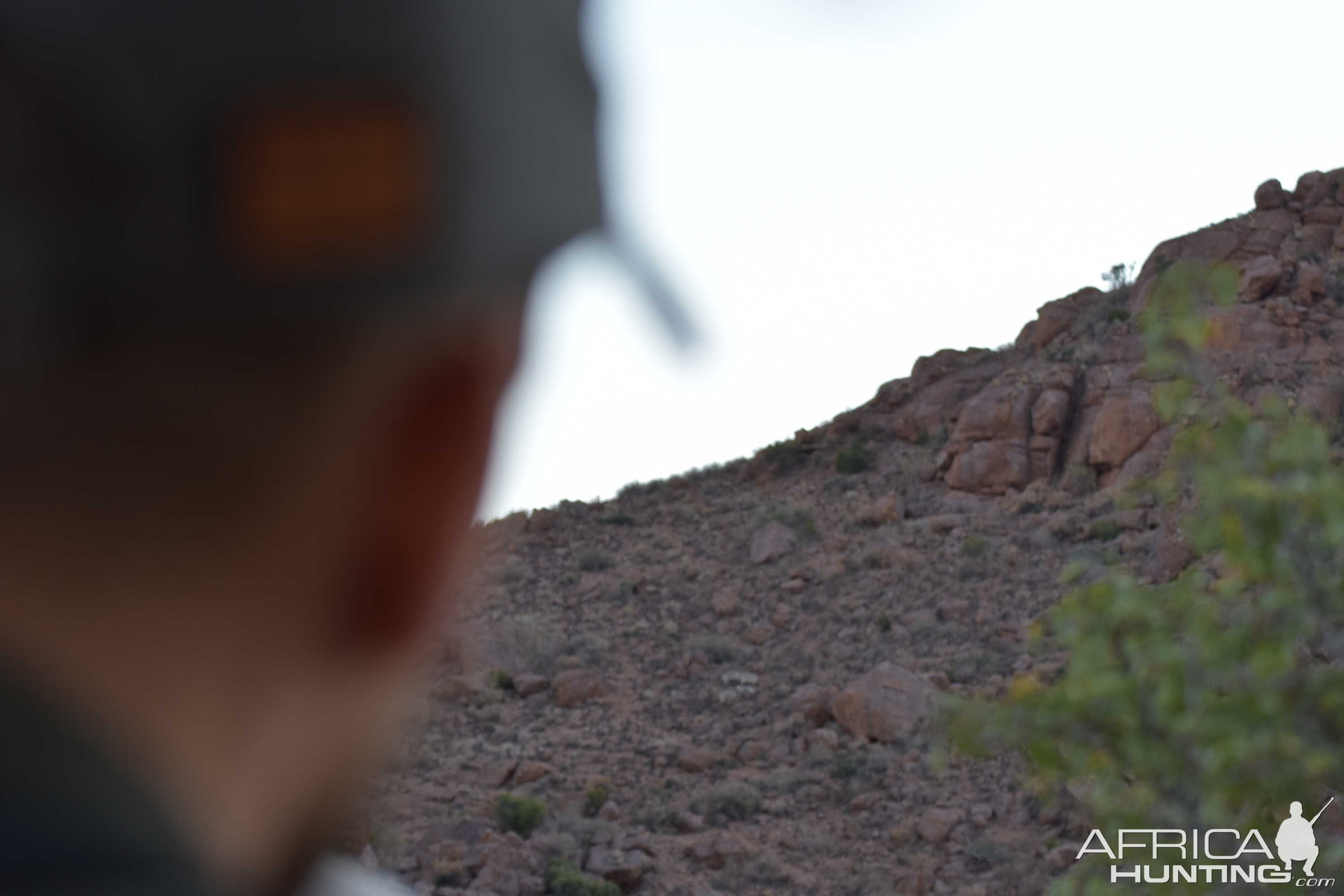 Hunting Hartmann's Mountain Zebra in Namibia