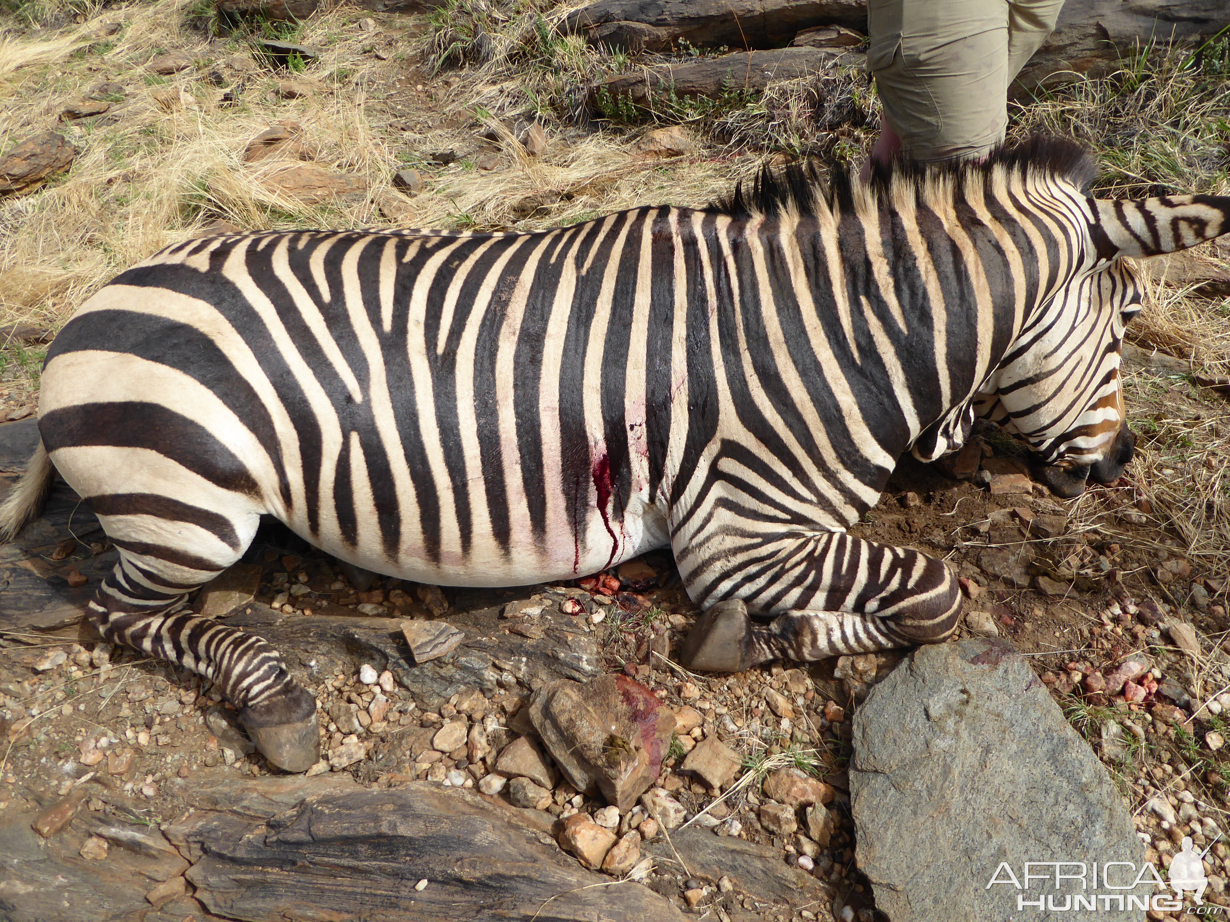 Hunting Hartmann's Mountain Zebra in Namibia
