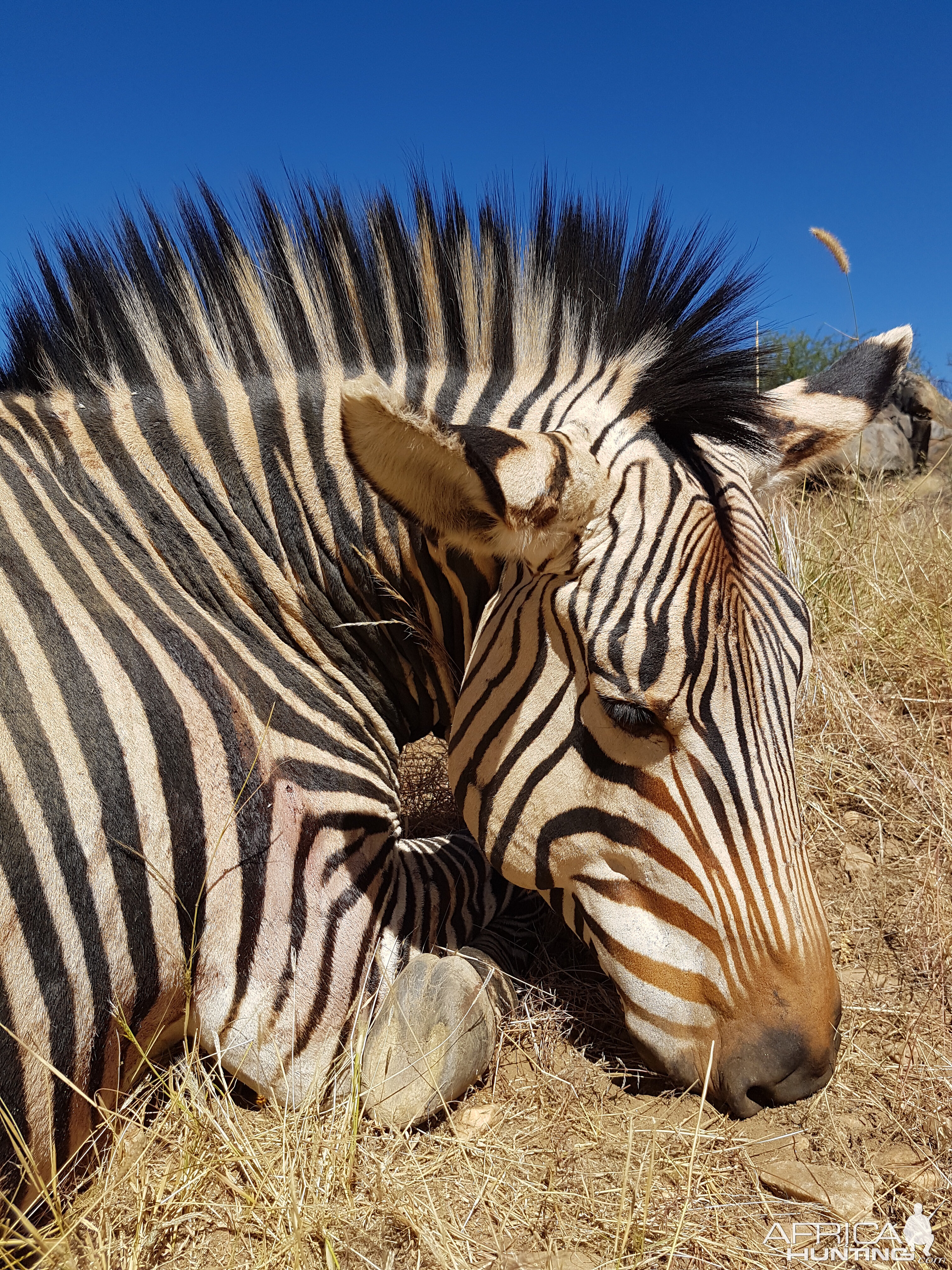 Hunting Hartmann's Mountain Zebra Namibia