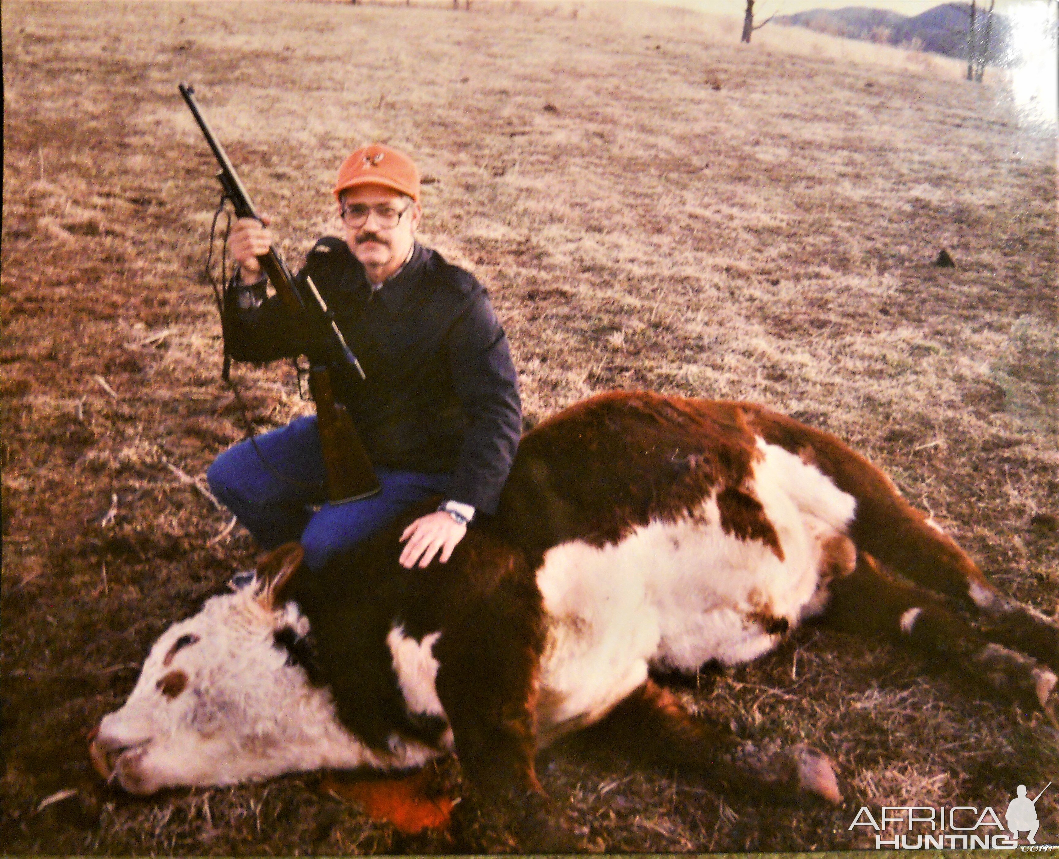 Hunting Hereford Cattle
