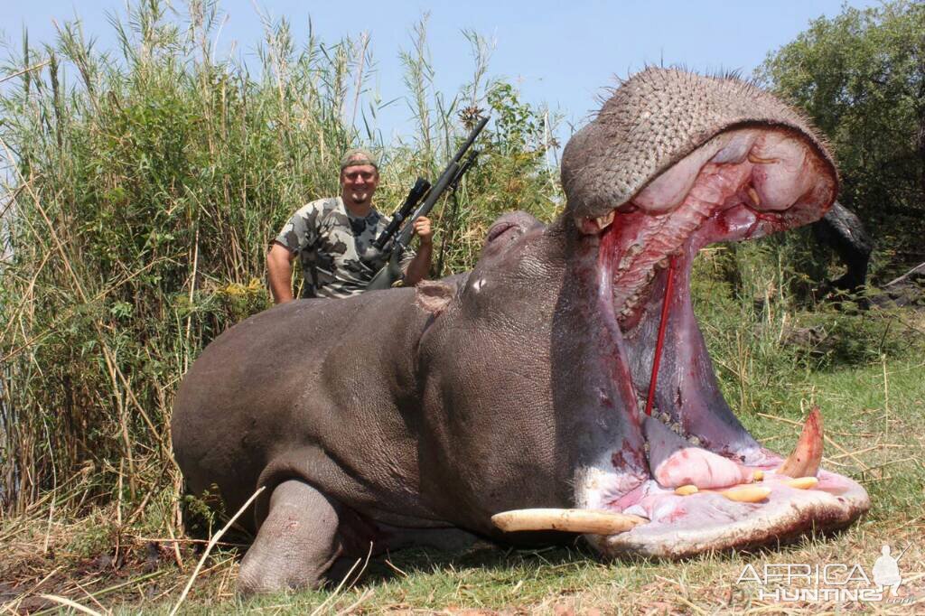 Hunting Hippo