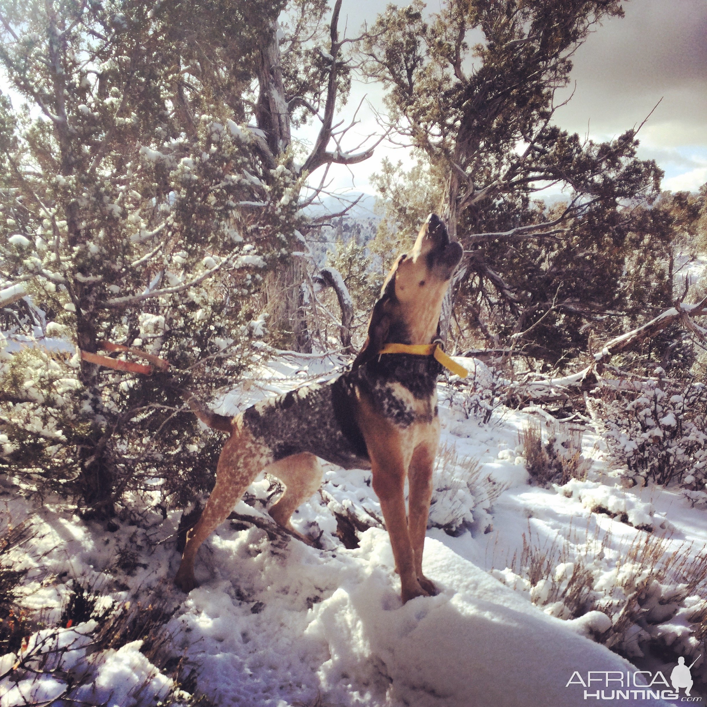 Hunting Hound