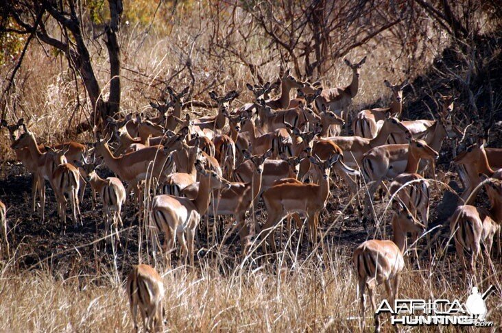 Hunting Impala in Zambia