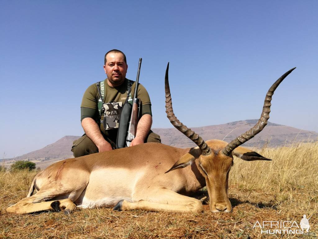 Hunting Impala South Africa