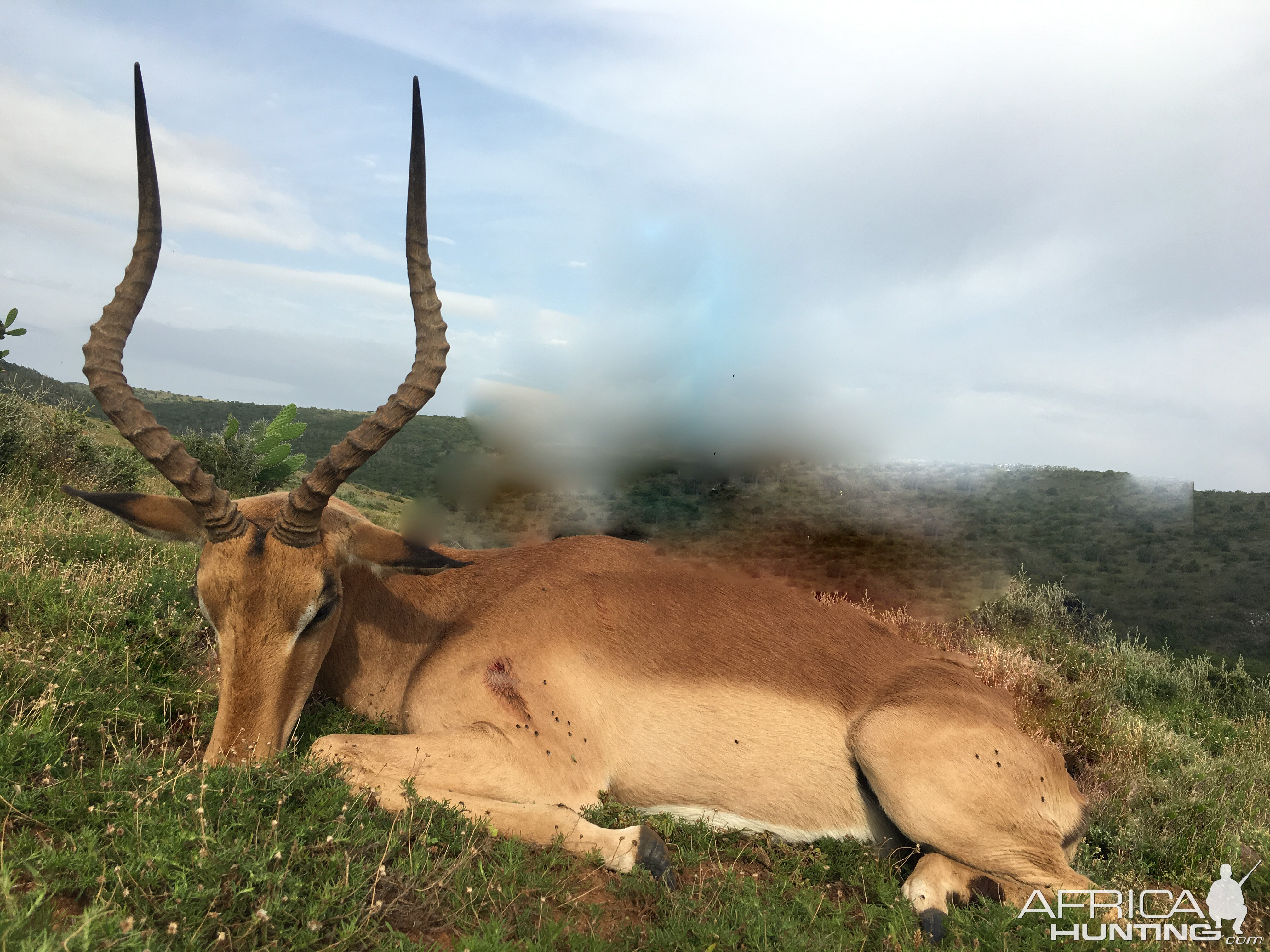 Hunting Impala South Africa