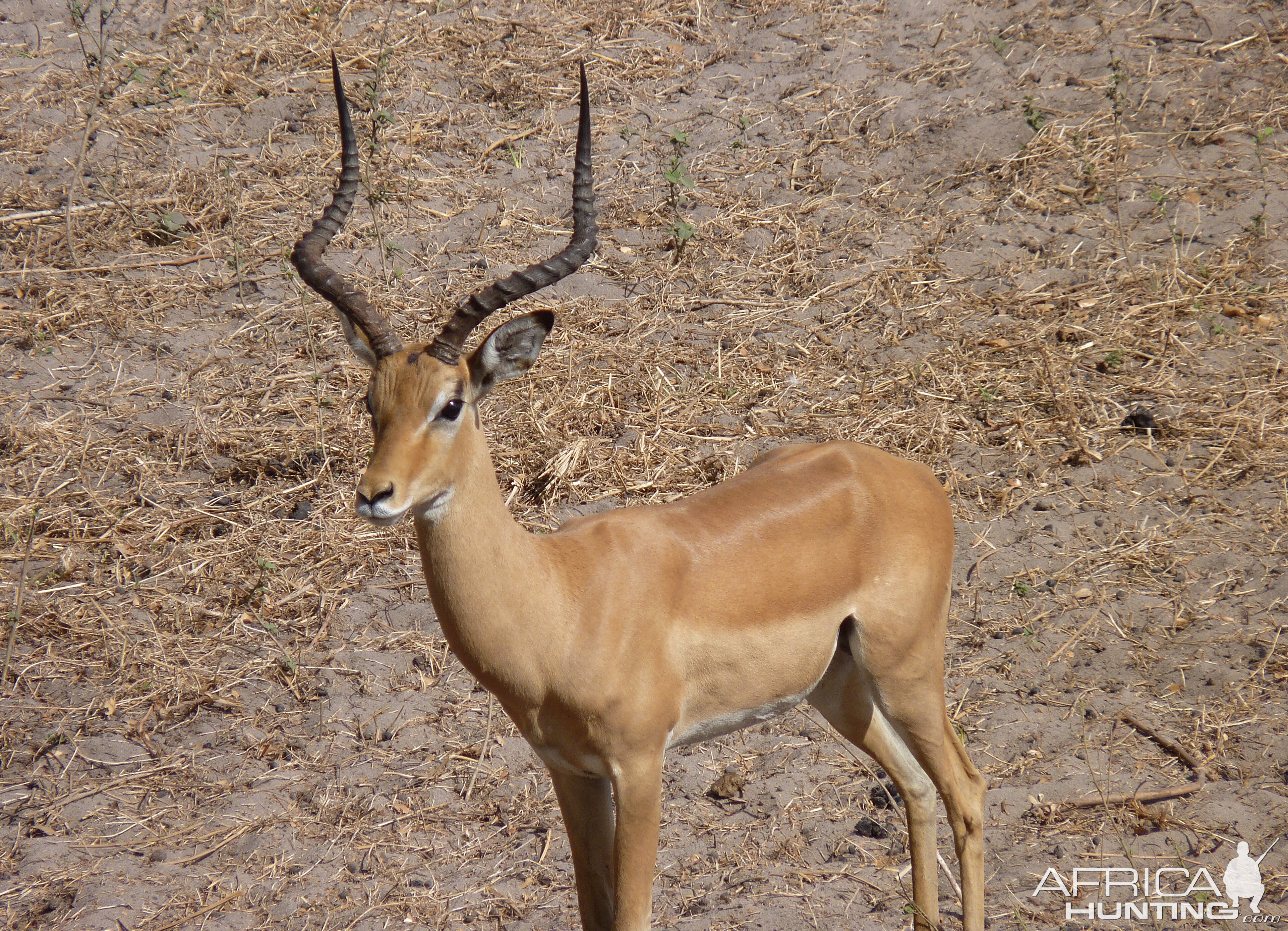 Hunting Impala Tanzania