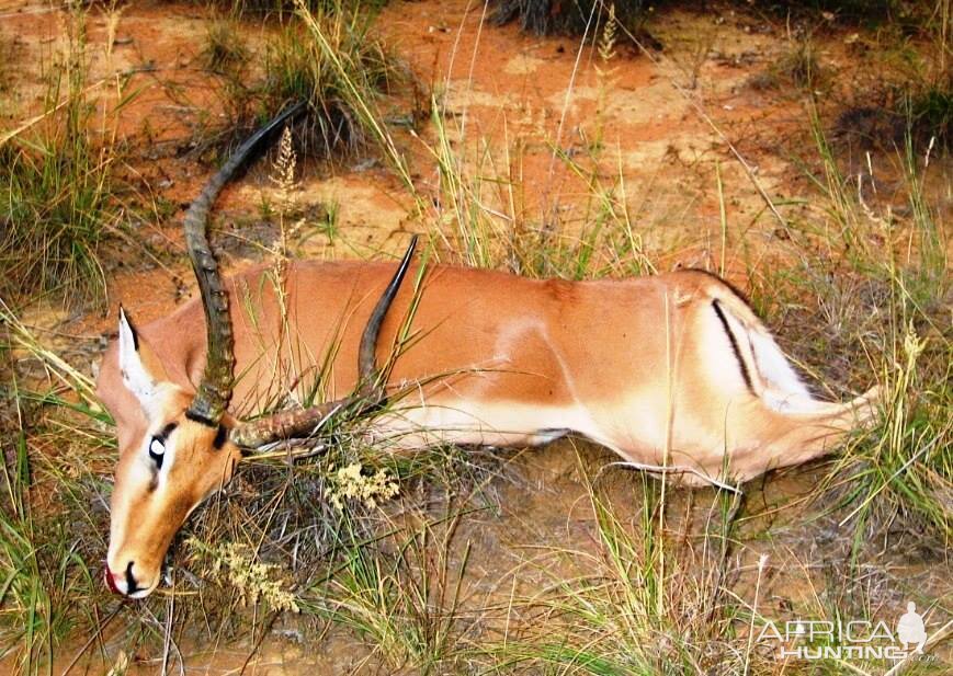 Hunting Impala