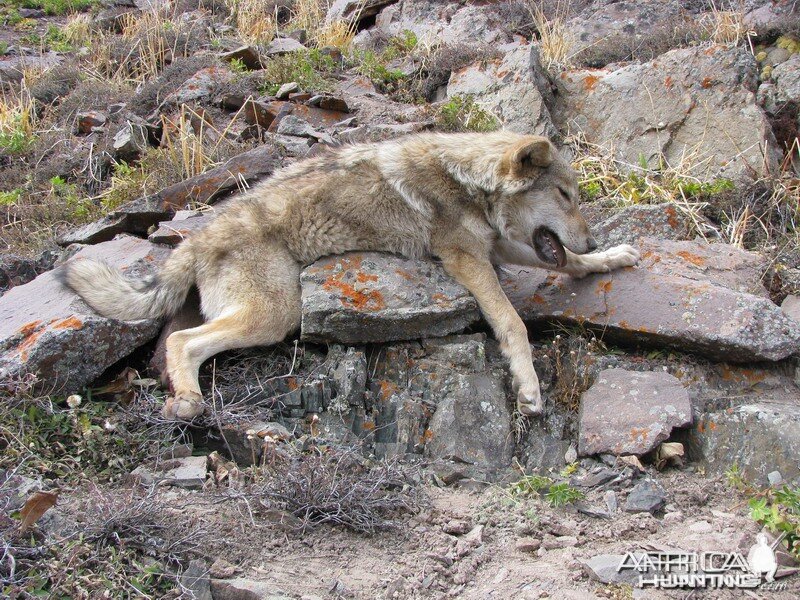 Hunting in Kyrgyzstan