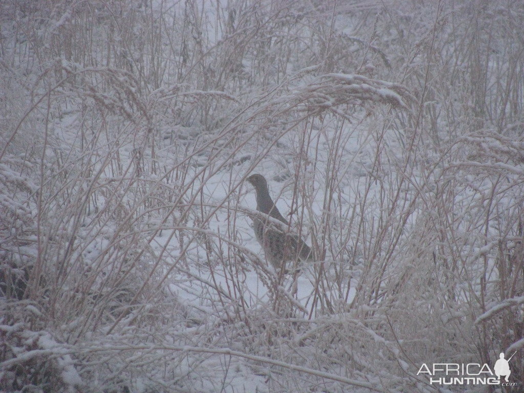 Hunting in Kyrgyzstan