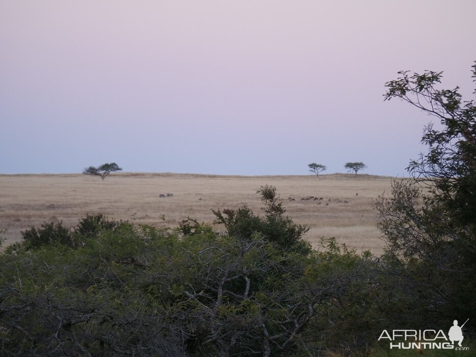 Hunting in South Africa