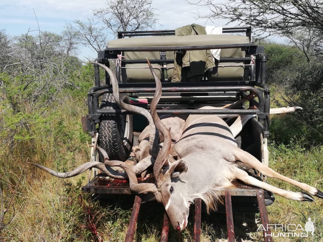 Hunting Kudu Botswana