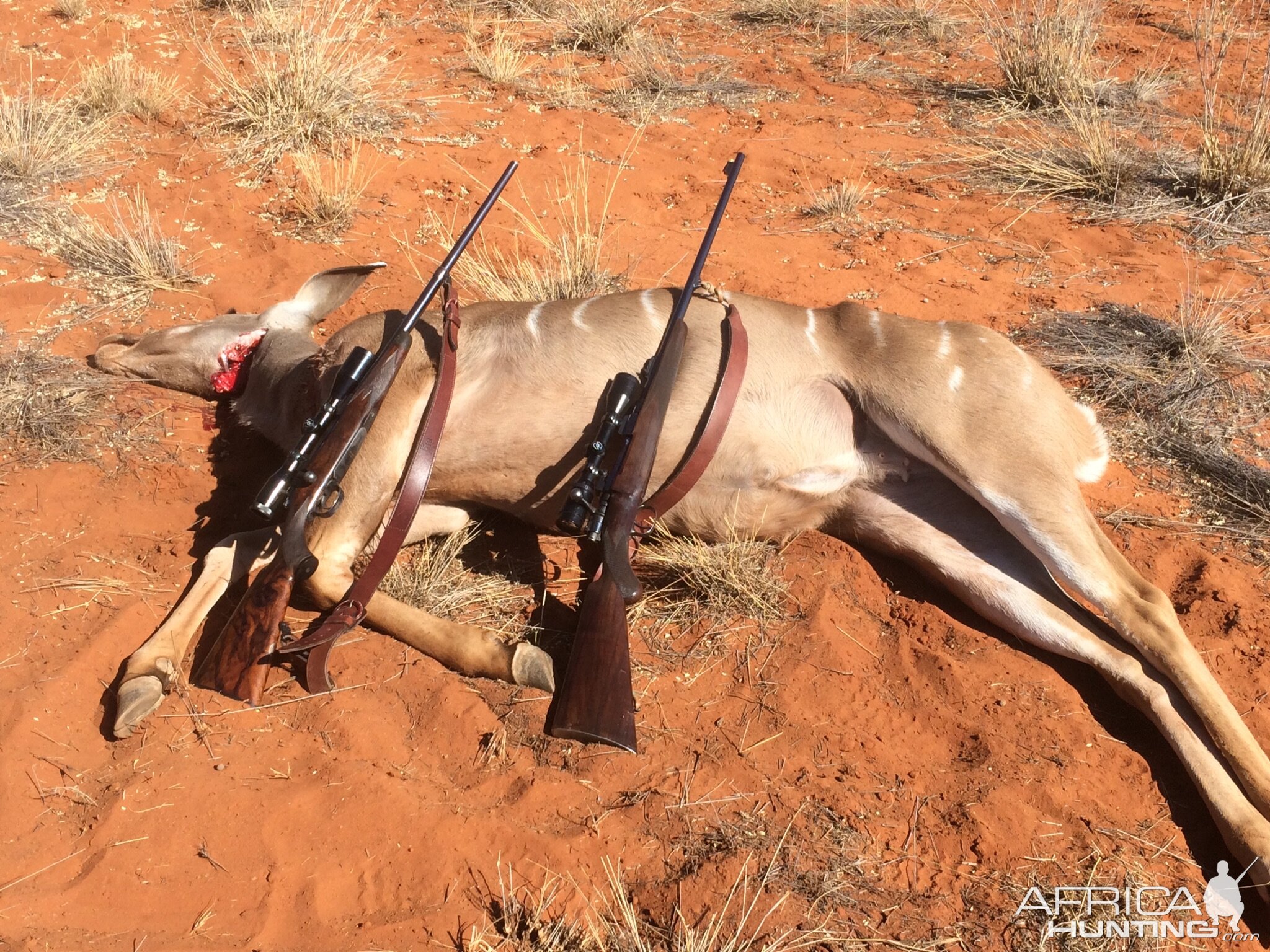 Hunting Kudu Female in Namibia