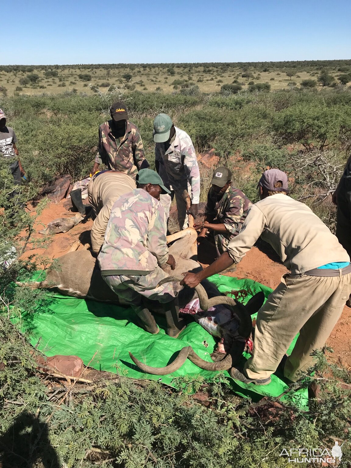 Hunting Kudu in Namibia