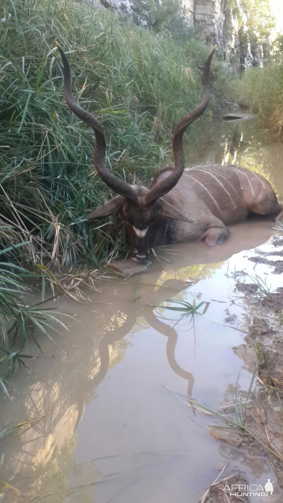 Hunting Kudu in South Africa