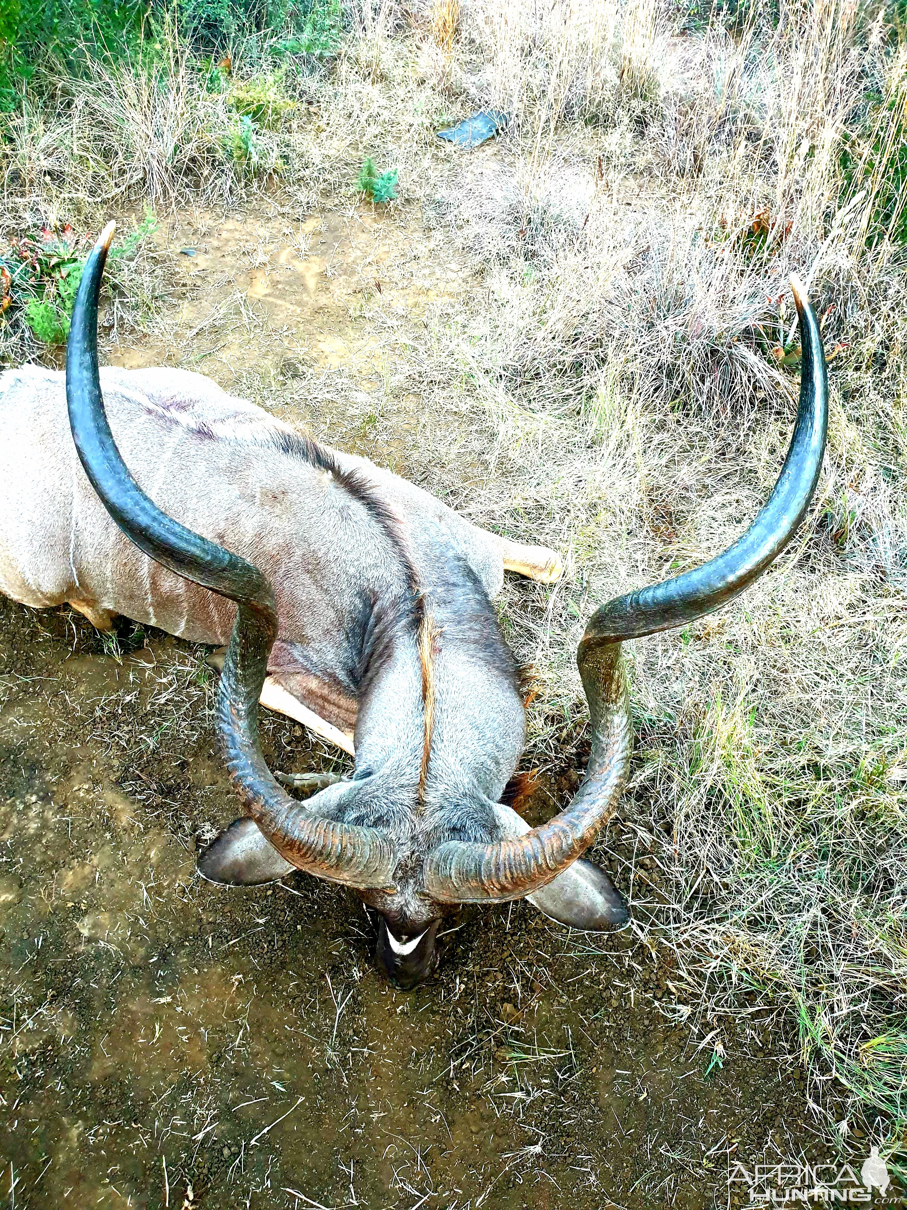 Hunting Kudu in South Africa